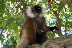 lemurien-de-madagascar-p