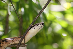 serpent-reserve-de-lokobe-p